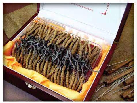 哈密冬虫夏草回收